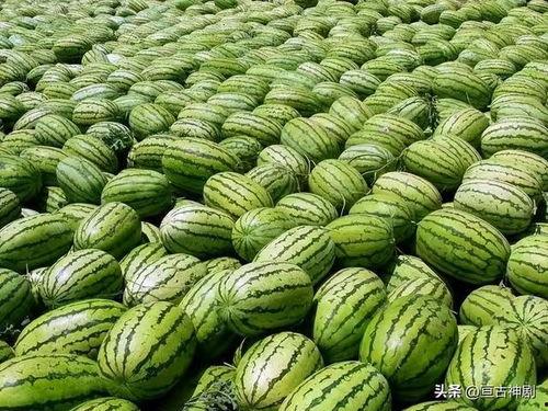 国内免费最大的吃瓜网站,最大吃瓜网站深度解析  第1张